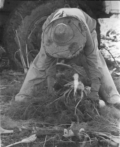 (3718) Farm worker, field work (3718) Farm worker, field work